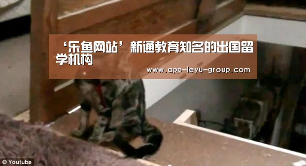 ‘乐鱼网站’新通教育知名的出国留学机构(图2) 乐鱼LEYU